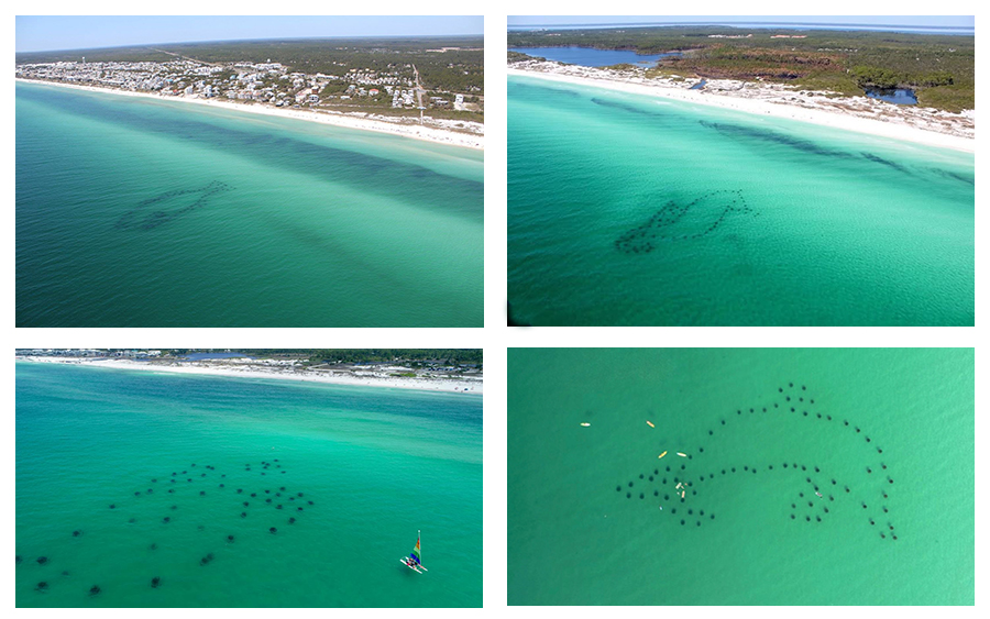 Grouper Seahorse Dolphin and Sea Turtle reefs 30A