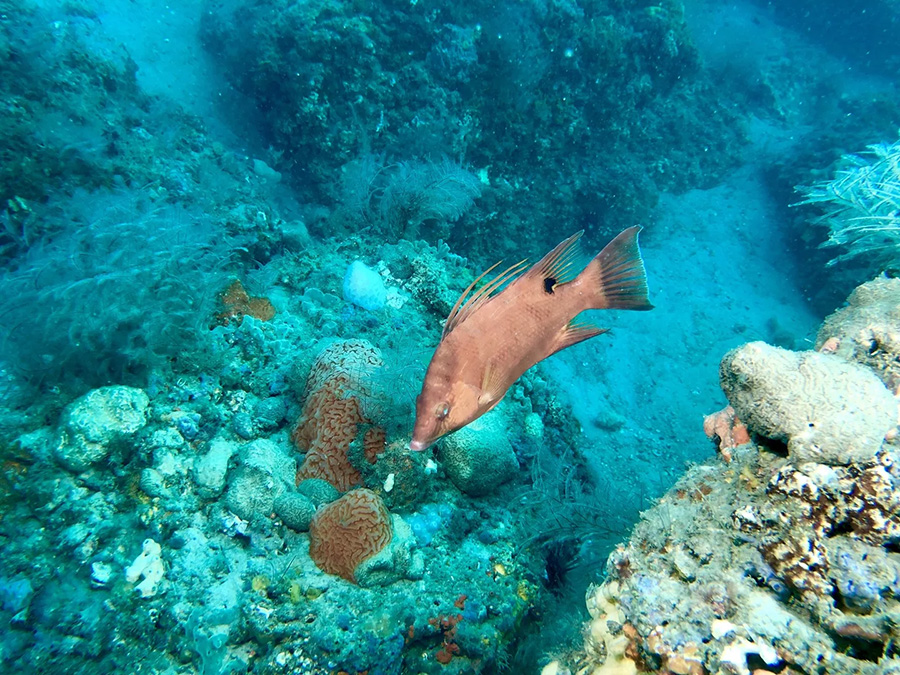 St Andrews snorkeling Panama City Beach FL
